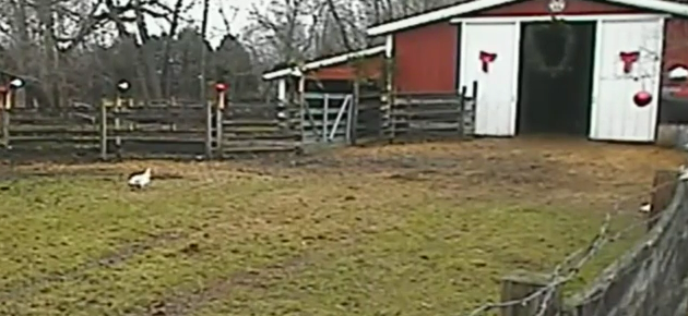 reindeer