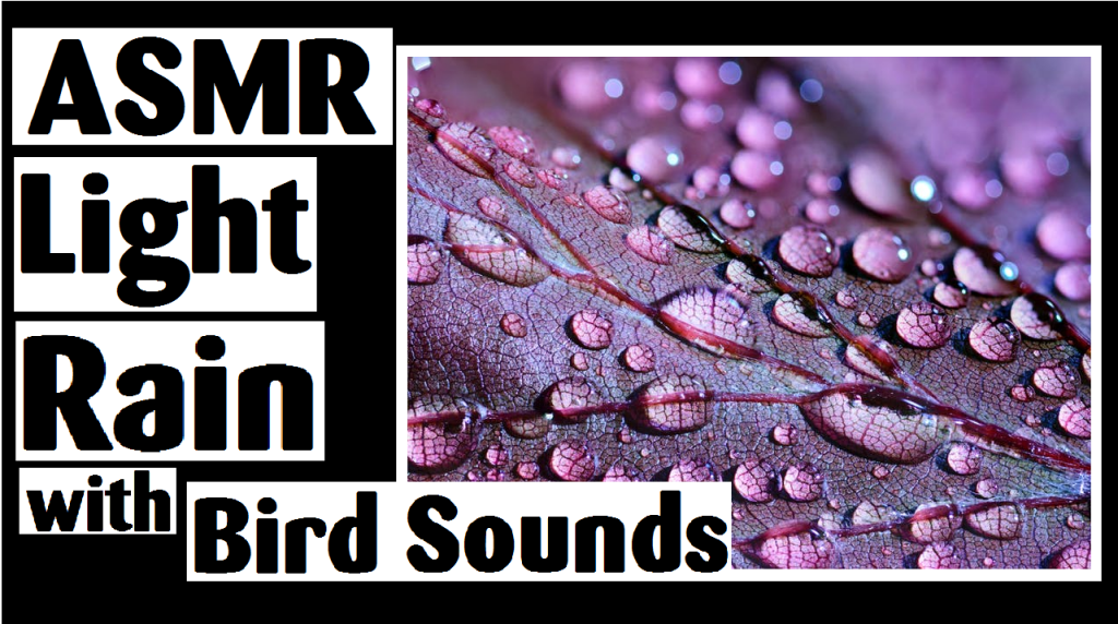 asmr light rain with bird sounds darlene michaud sounds whispers
